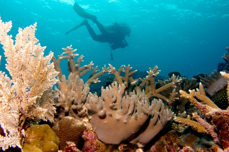 Pemandangan alam bawah laut pada Kawasan Taman Nasional Taka Bonerate Kepulauan Selayar. (Foto: pariwisata.kepulauanselayarkab.go.id)