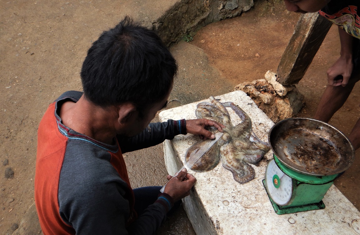 Ilustrasi aktivitas jual beli komoditas gurita di Kepulauan Selayar. (Foto: Istimewa)