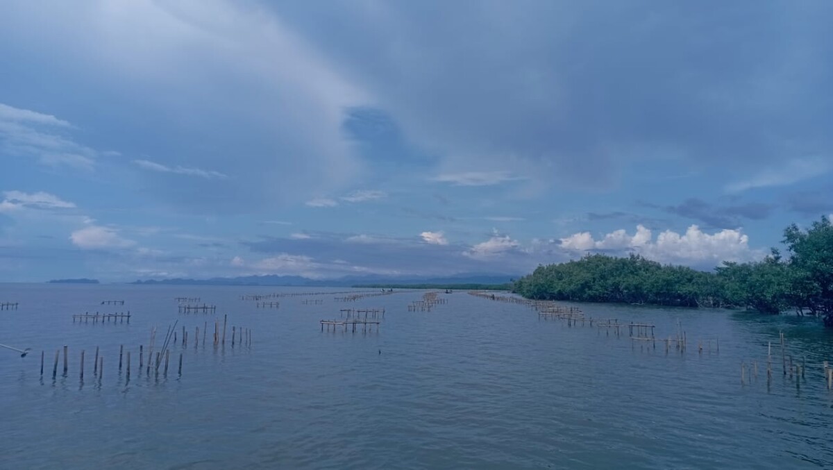 Lokasi penanaman 30 ribu pohon mangrove di Kabupaten Maros oleh Pelindo. (Foto: Istimewa)