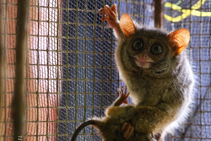 Tarsius, salah satu hewan langka yang kerap terlihat di Pantai Pinang, Kepulauan Selayar. (Foto: ksdae.menlhk.go.id)