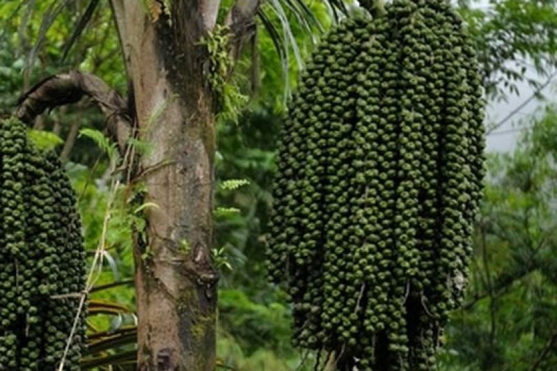 Tumbuhan aren yang banyak terdapat di Sulawesi Selatan. (Foto: perkebunan.bsip.pertanian.go.id)