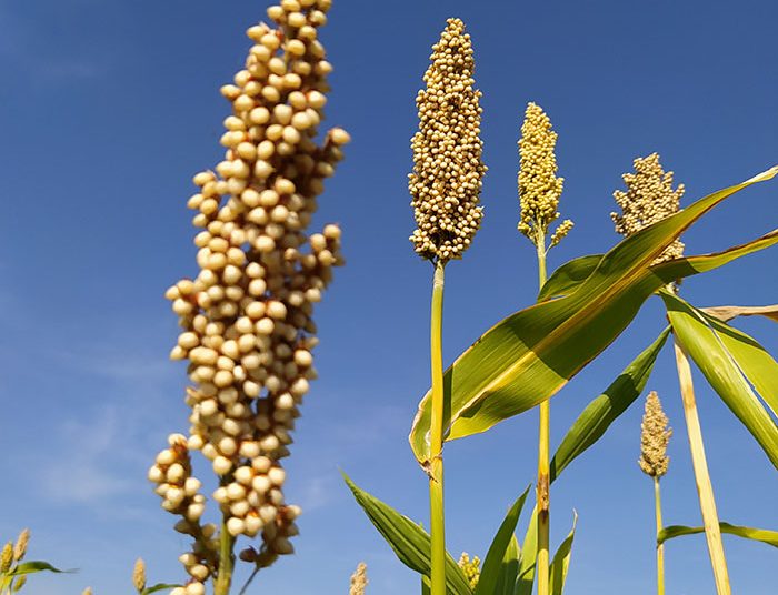 Tanaman sorum (Sorghum bicolor (L.) Moench). (Foto: Istimewa)