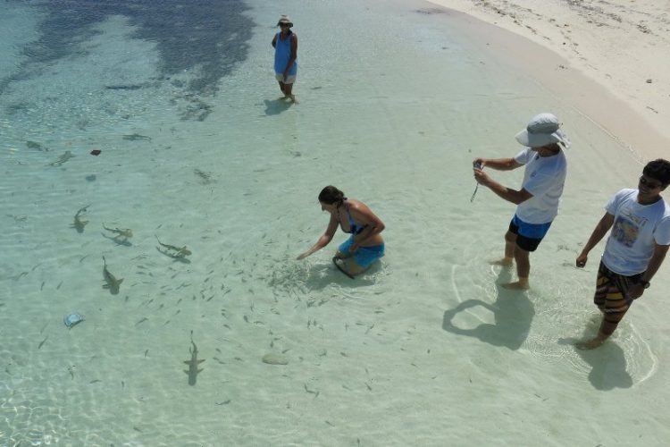 Wisatawan bermain dengan bayi hiu di Pulau Tinabo yang terletak pada kawasan Taman Nasional Taka Bonerate. (Foto: tntakabonerate.com)